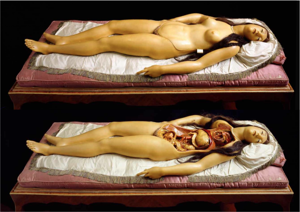 The Anatomical Venus