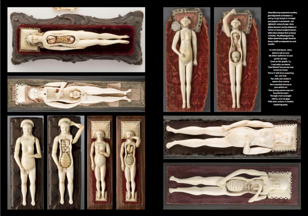 The Anatomical Venus