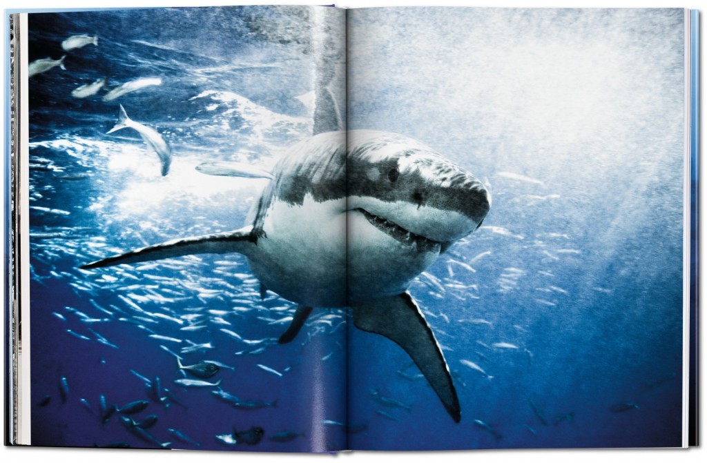 Sharks: Face-to-Face with the Ocean’s Endangered Predator