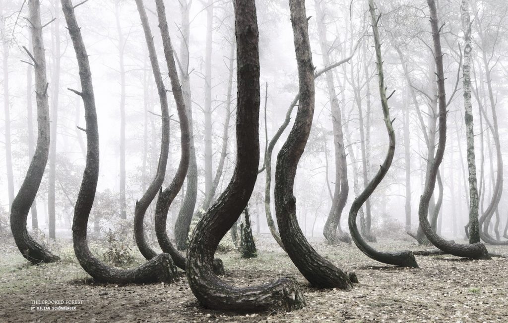 Wildside: The Enchanted Life of Hunters and Gatherers