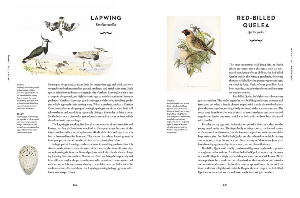 Remarkable Birds