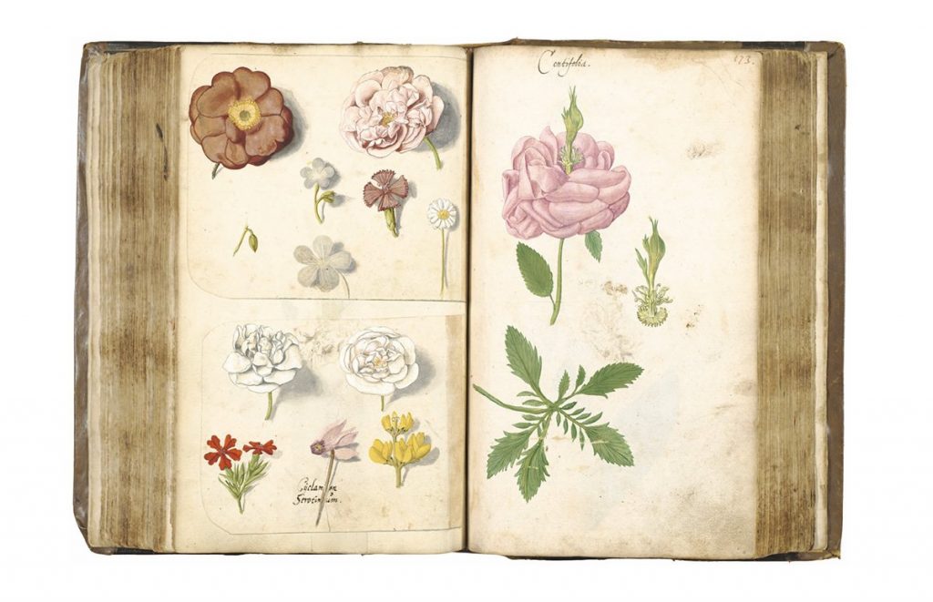 Botanical Sketchbooks