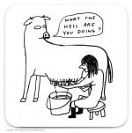 David Shrigley What The Hell Coaster (Pack of 6)
