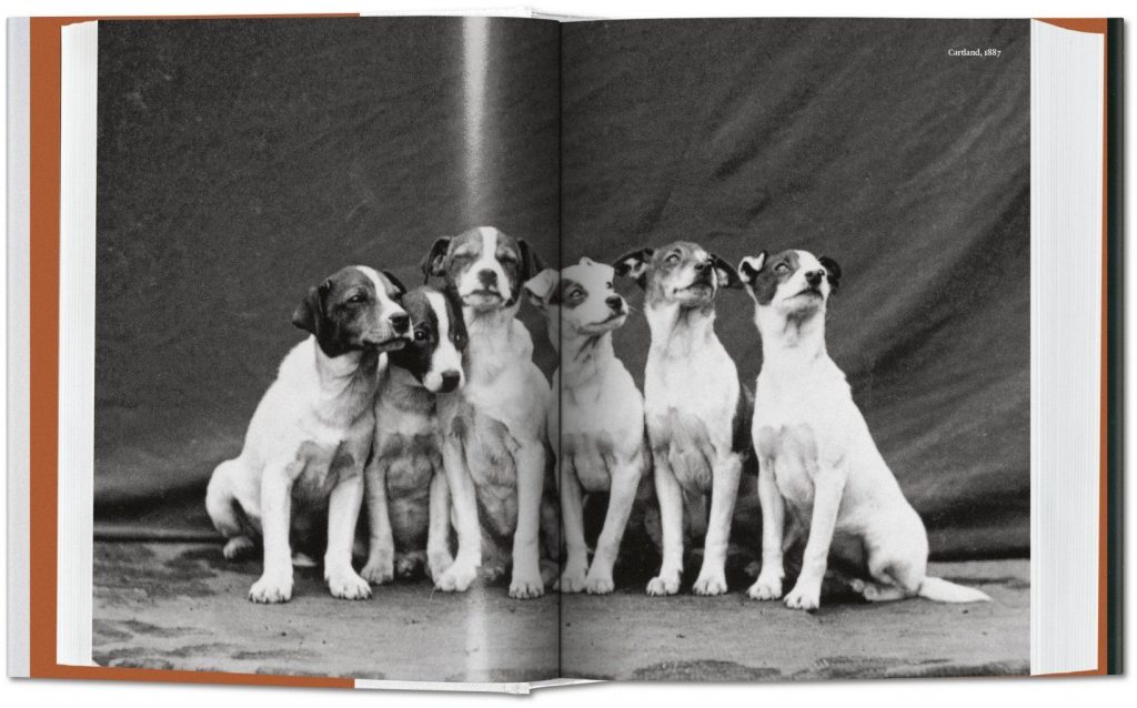 The Dog in Photography: 1839-Today