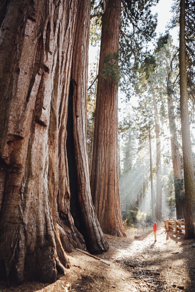 The Hidden Tracks: Wanderlust Off the Beaten Path explored by Cam Honan