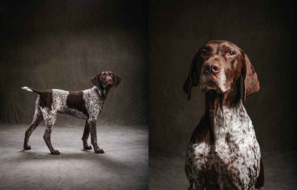 The Year of the Dogs