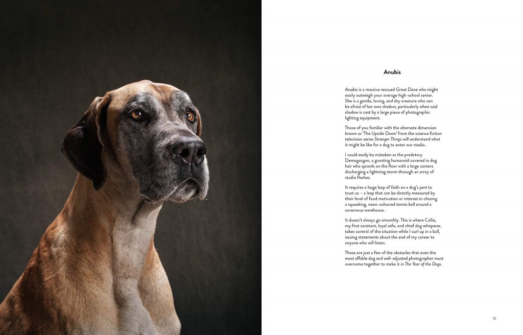 The Year of the Dogs