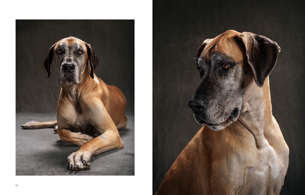 The Year of the Dogs