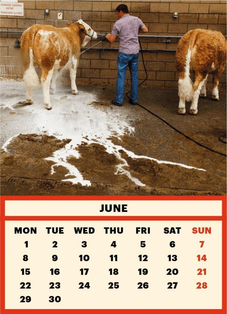 ToiletMartin PaperParr Calendar 2020